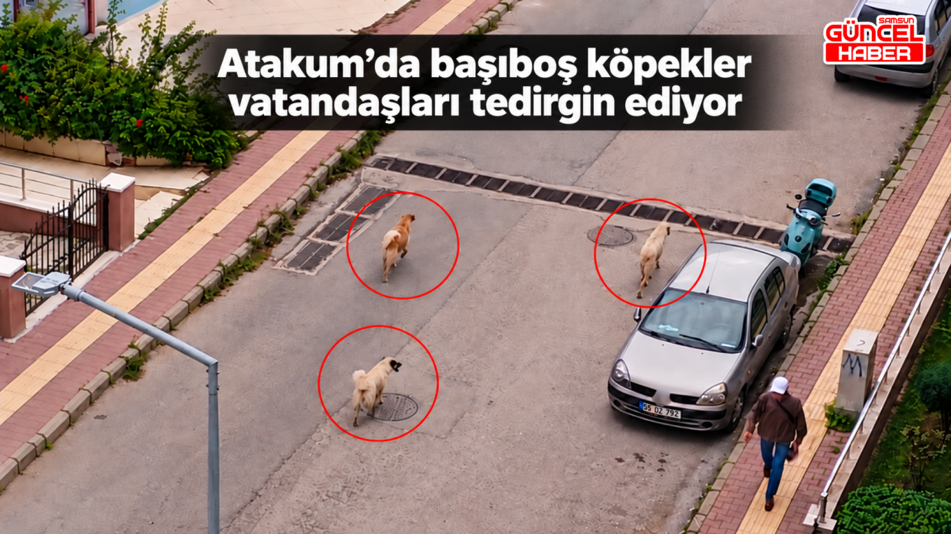 Atakum’da başıboş köpekler vatandaşları tedirgin ediyor