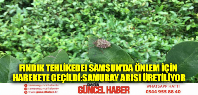 Fındık tehlikede! Samsun'da önlem için harekete geçildi: Samuray arısı üretiliyor