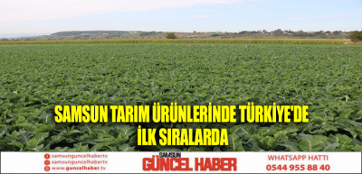 Samsun Tarım Ürünlerinde Türkiye'de İlk Sıralarda