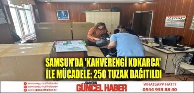 Samsun'da 'kahverengi kokarca' ile mücadele: 250 tuzak dağıtıldı