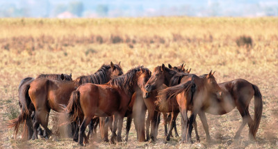 Savcıdan Doğaya Objektif: Kızılırmak Deltası’nda Yaban Hayatını Belgeliyor
