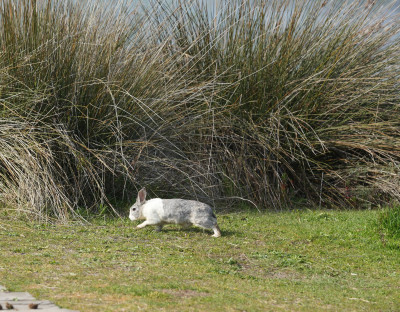 Kızılırmak Deltası Baharla Canlandı: Doğanın Kalbi Yeniden Atıyor
