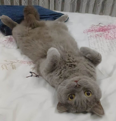 Samsun’da Aşı Sonrası Kedi Ölümü İddiası: Aile Şikayetçi Oldu