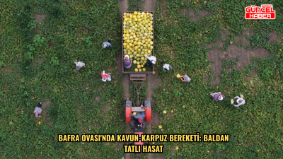 Bafra Ovası'nda kavun-karpuz bereketi: Baldan tatlı hasat