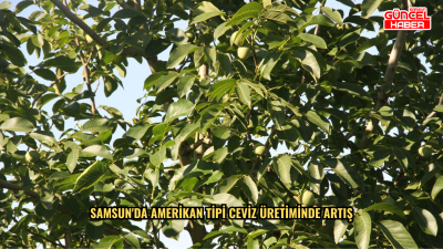 Samsun'da Amerikan tipi ceviz üretiminde artış