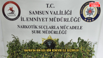 Bafra’da bin 655 kök kenevir ele geçirildi