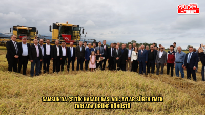 Samsun’da çeltik hasadı başladı: Aylar süren emek tarlada ürüne dönüştü