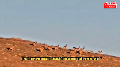 Çengel boynuzlu dağ keçi sürüsü, cerrahın objektifine yakalandı